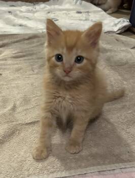 Leroy -  Domestic Medium Hair Cat for Adoption in Floyd, Virginia - Leroy | PetCurious
