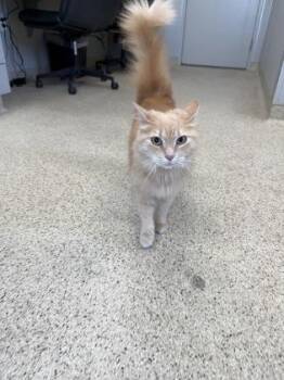 Milkshake -  Domestic Long Hair and Domestic Short Hair Cat for Adoption in Lafayette, Indiana - Milkshake | PetCurious