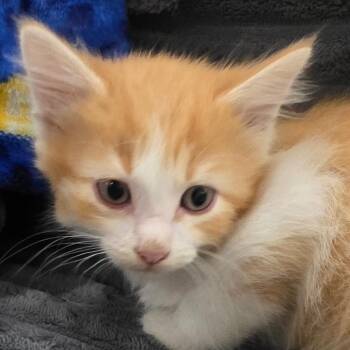 Flounder -  Domestic Short Hair Cat for Adoption in Council Bluffs, Iowa - Flounder | PetCurious