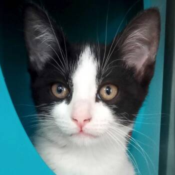 Domestic Short Hair Cats Available for Adoption - Black Pearl | PetCurious