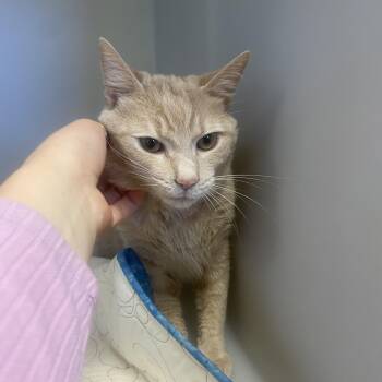 Arlo -  Domestic Short Hair Cat Available for Adoption in King George, Virginia - Arlo | PetCurious