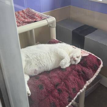 Gertrude -  Domestic Short Hair Cat for Adoption in Mankato, Minnesota - Gertrude | PetCurious
