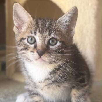 Gary -  Domestic Short Hair Cat for Adoption in Lakewood, California - Gary | PetCurious
