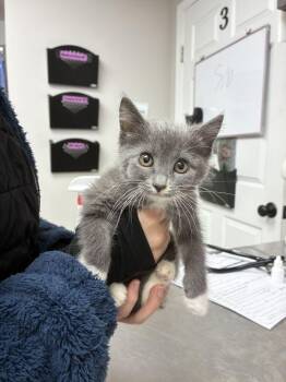 Cylle -  Domestic Medium Hair Cat for Adoption in Marietta, Georgia - Cylle | PetCurious
