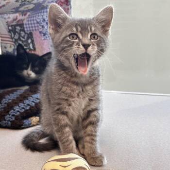 Frodo -  Domestic Short Hair Cat for Adoption in Hailey, Idaho - Frodo | PetCurious