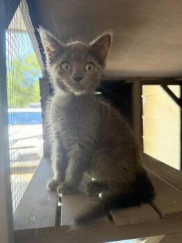 Mai -  Domestic Short Hair Cat for Adoption in Topeka, Kansas - Mai | PetCurious
