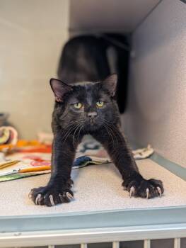 Domestic Short Hair Cats Available for Adoption - Gavin | PetCurious