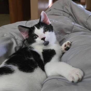 Guess -  Domestic Short Hair Cat for Adoption in Parkersburg, West Virginia - Guess | PetCurious