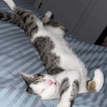 Mr. Snuffleupagus -  Domestic Short Hair Cat for Adoption in Chaska, Minnesota - Mr. Snuffleupagus | PetCurious