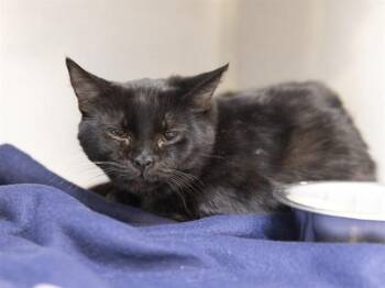 Domestic Medium Hair Cats Available for Adoption - TORNATO | PetCurious