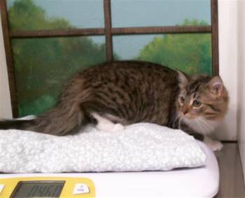 XEENA -  Domestic Long Hair and Domestic Short Hair Cat for Adoption in Houston, Texas - XEENA | PetCurious