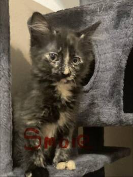 Smore -  Domestic Medium Hair Cat for Adoption in Oviedo, Florida - Smore | PetCurious