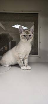Domestic Short Hair Cats Available for Adoption in Las Vegas, Nevada - ARIES | PetCurious