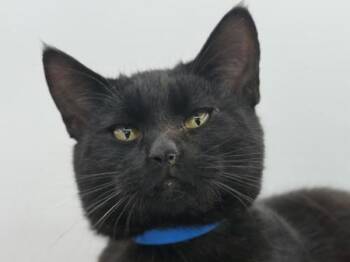 Domestic Short Hair Cats Available for Adoption in Portland, Oregon - Taka | PetCurious