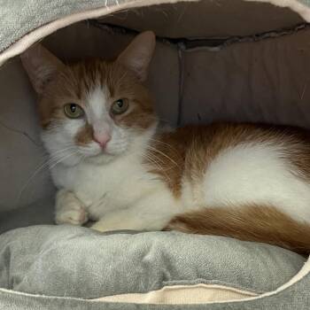 Ritchie -  Domestic Short Hair Cat for Adoption in Lynchburg, Virginia - Ritchie | PetCurious
