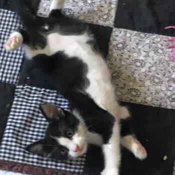 Bentley -  Domestic Short Hair Cat for Adoption in Prescott, Arizona - Bentley | PetCurious