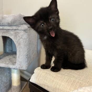 Yonder -  Domestic Short Hair Cat for Adoption in Chattanooga, Tennessee - Yonder | PetCurious