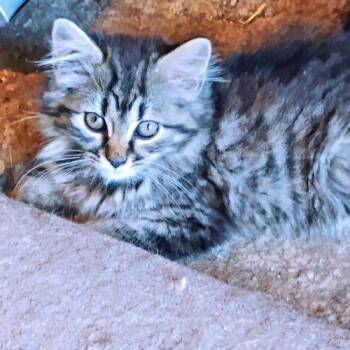 Tipsy Mae -  Tabby and Domestic Long Hair Cat for Adoption in Rutherfordton, North Carolina - Tipsy Mae | PetCurious