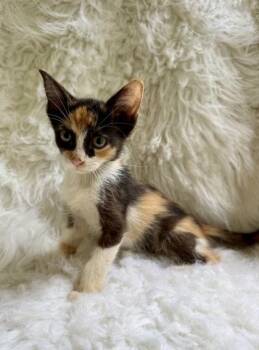 Della -  Domestic Short Hair Cat for Adoption in Picayune, Mississippi - Della | PetCurious