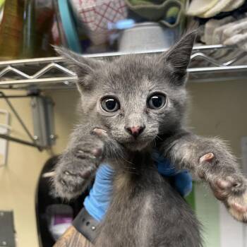 Syrup -  Domestic Short Hair Cat for Adoption in Pasadena, California - Syrup | PetCurious
