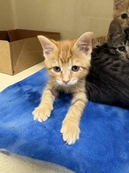 Doodle -  Domestic Short Hair Cat for Adoption in Pequot Lakes, Minnesota - Doodle | PetCurious