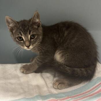 Cygnus -  Domestic Short Hair Cat for Adoption in Chattanooga, Tennessee - Cygnus | PetCurious