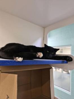 Ghoul -  Domestic Short Hair Cat for Adoption in Vero Beach, Florida - Ghoul | PetCurious