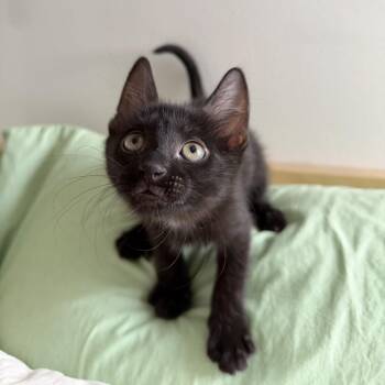 Fudge -  Domestic Short Hair Cat for Adoption - Fudge | PetCurious