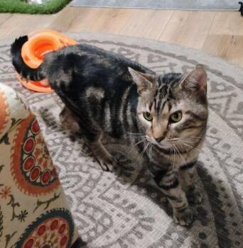 Domestic Short Hair Cats Available for Adoption in Rutherfordton, North Carolina - Soldier | PetCurious