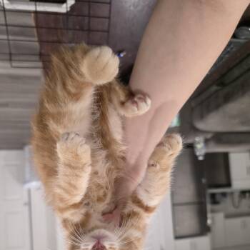 Myrtle -  Domestic Medium Hair and Domestic Short Hair Cat for Adoption in Mastic, New York - Myrtle | PetCurious