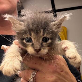 Colby -  Domestic Short Hair Cat for Adoption in Lake Jackson, Texas - Colby | PetCurious