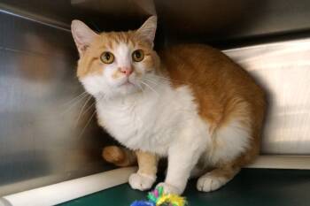 Rescue Tabby Cats for Adoption in New Milford, Connecticut - Yoji | PetCurious