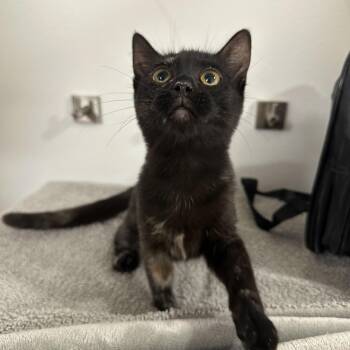 Penny -  Tortoiseshell Cat for Adoption in San Diego, California - Penny | PetCurious