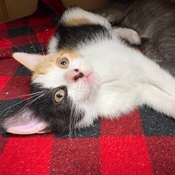 26-324 Buttons -  Domestic Short Hair Cat for Adoption in North Branford, Connecticut - 26-324 Buttons | PetCurious