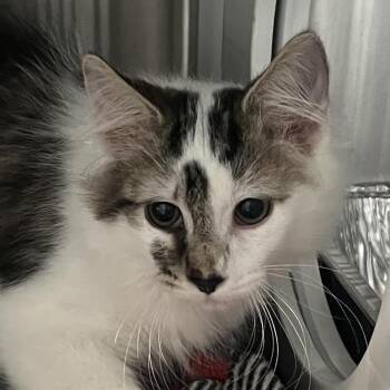 Jackson -  Domestic Long Hair Cat for Adoption in Dearborn, Michigan - Jackson | PetCurious