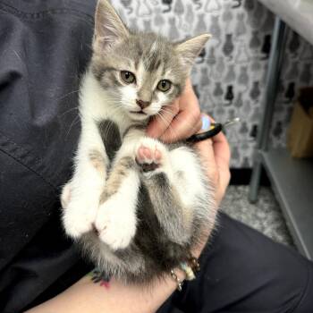 Domestic Short Hair Cats Available for Adoption in Cortland, Ohio - Munchie | PetCurious