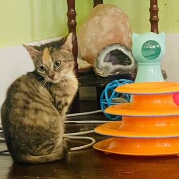 Domestic Short Hair Cats Available for Adoption in Waco, Texas - Cookie | PetCurious