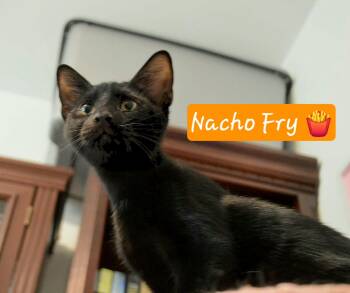 Nacho Fry -  Domestic Short Hair Cat for Adoption in Rossville, Georgia - Nacho Fry | PetCurious