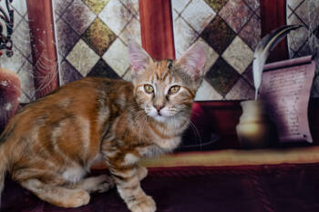 Rescue Maine Coon Cats for Adoption in Richardson, Texas - Marie Curie | PetCurious