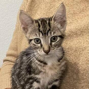 Rescue Domestic Short Hair Cats for Adoption in Jurupa Valley, California - Shortcake | PetCurious