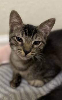 Rescue Domestic Short Hair Cats for Adoption in Sneads Ferry, North Carolina - Baloo | PetCurious