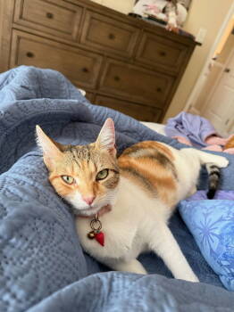 Rescue Domestic Short Hair Cats for Adoption in Walnut Creek, California - Jellybean | PetCurious