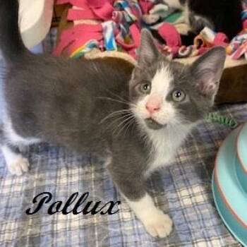 Tuxedo Cats Available for Adoption in Southern Pines, North Carolina - Pollux | PetCurious