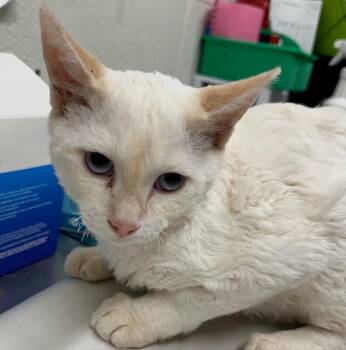 Devon Rex Cats Available for Adoption - A270462 | PetCurious
