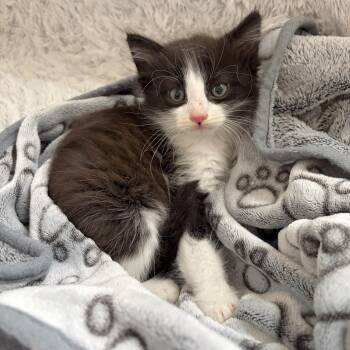 Marley -  Domestic Long Hair and Maine Coon Cat for Adoption in Mastic, New York - Marley | PetCurious