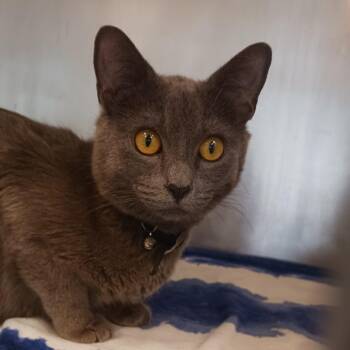 Domestic Short Hair Cats Available for Adoption in Nashville, Tennessee - Sweetie Baby | PetCurious