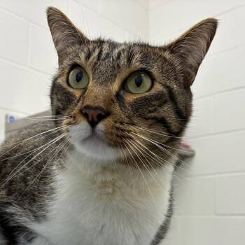 Peter -  Domestic Short Hair Cat for Adoption in Corpus Christi, Texas - Peter | PetCurious