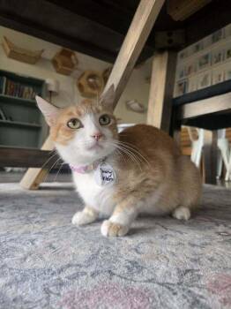 Judy Garland -  Domestic Short Hair Cat for Adoption in Tucson, Arizona - Judy Garland | PetCurious