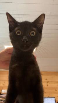 Brimley -  Domestic Short Hair Cat for Adoption in Cumming, Georgia - Brimley | PetCurious