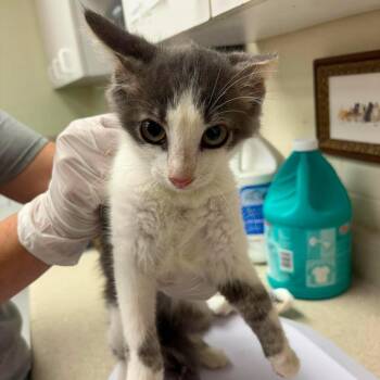 Barn Nelly 26-07-155 -  Domestic Short Hair Cat for Adoption in Bastrop, Texas - Barn Nelly 26-07-155 | PetCurious